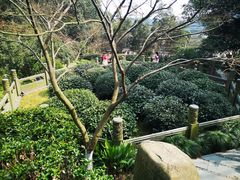 -十八棵（老龙井）御茶园(老龙井店)