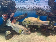 -烟台海昌鲸鲨海洋公园