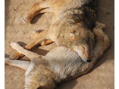 -青藏高原野生动物园