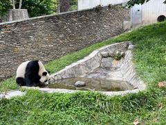 -卧龙中华大熊猫苑神树坪基地