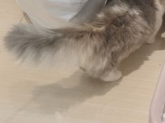-momokira米努特·德文卷毛猫·棉花面纱犬