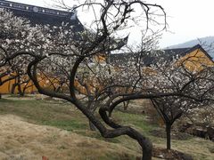 -香雪海