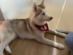-Husky Go! 哈士奇体验馆·宠物咖啡厅狗咖