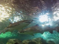 -悉尼海洋生物水族馆