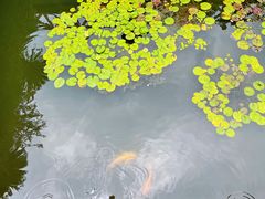 -荷塘月色湿地公园·向阳花洲