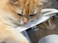 -北京观赏动物医院·24小时大型综合·猫专科·异宠专科