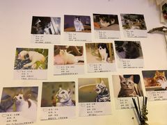 -平行世界·猫咖(首经贸店)