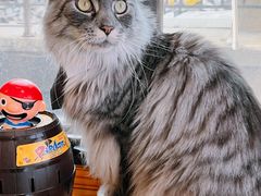 -MOCHA明星猫咖(田子坊店)