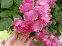 -广富林郊野公园