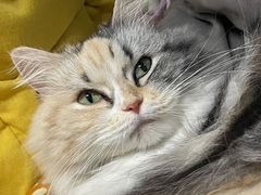 -派特宠物医院(圆融广场店)