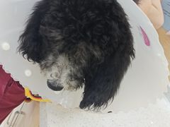 -美联众合动物医院·24h京西诊疗中心