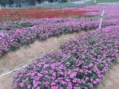 -松山湖梦幻百花洲