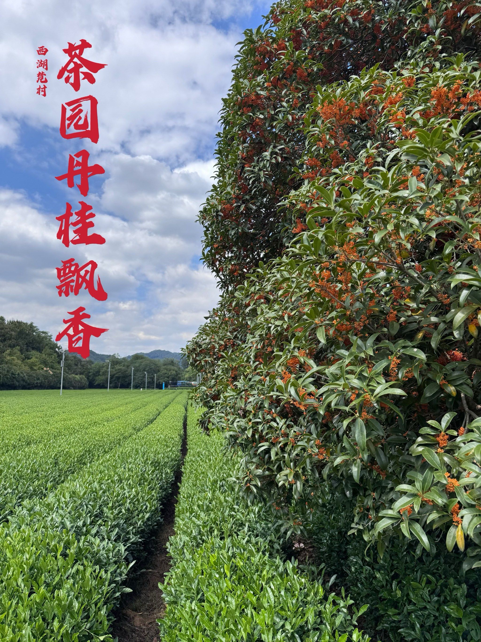 比起满觉陇,我更推荐这个小众赏桂路线