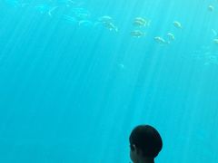 -海棠湾洲际-涛·海底餐厅·美人鱼·自助餐·海底隧道