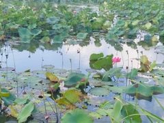 -羊亭河湿地公园