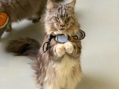 -豆逗聊愈猫阁Easy Life