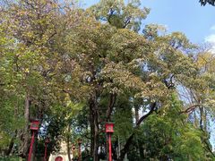 -广州中山纪念堂