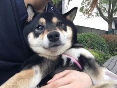 -柏萃动物医院·骨科·牙科