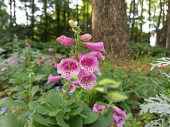 -共青国家森林公园-南大门停车场