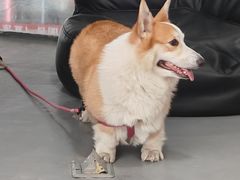 -LaFBagel手作烘焙工作室