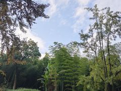 -龙井村