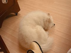 -富龙滑雪场