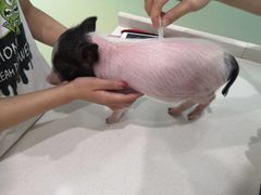 -菲尔斯特宠物医院