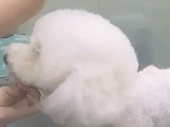 -博特宠物医院24h犬猫全科.骨科·异宠