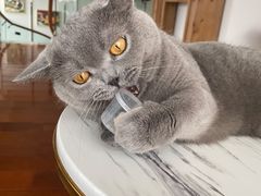 -Catmate·猫肥家润(金润铂宫店)
