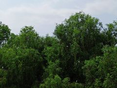 -大湾区中央湿地公园