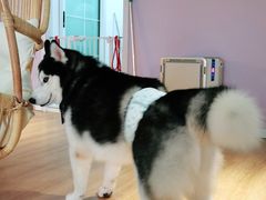 -Husky Go! 哈士奇体验馆·宠物咖啡厅狗咖