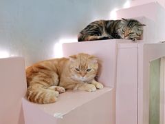 -猫儿山۰猫主题餐厅