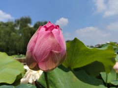 -莲花池公园