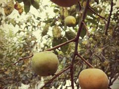 -武汉世外桃源农庄