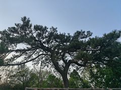 -北京西山国家森林公园