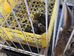 -马陆小张葡萄园农家乐