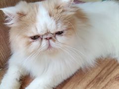 -MOCHA明星猫咖(田子坊店)