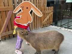 -廊坊固安福朋喜来登酒店