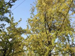 -两江幸福广场