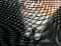 -翊宠yipet猫狗购宠庄园犬舍•猫舍