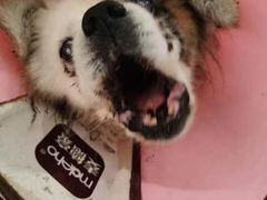 -美联众合动物医院(唯恩分院)