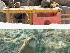 -青藏高原野生动物园