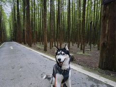 -山王坪喀斯特国家生态公园