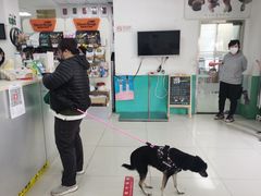 -利又安动物医院··老年病·猫科犬科·中兽医