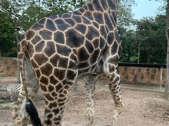 -清迈夜间动物园