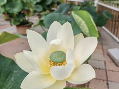 -莲花池公园