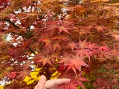 -上海市龙华烈士陵园