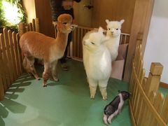 -藦茜花园宠物主题亲子互动体验馆(国顺东路店)