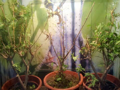 android_upload_pic-上海大自然野生昆虫馆