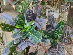 -呀路古热带植物园